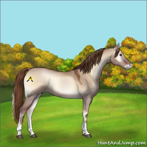 Horse Color:Red Dun Onyx Tobiano 