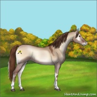 Horse Color:Red Dun Onyx Tobiano 