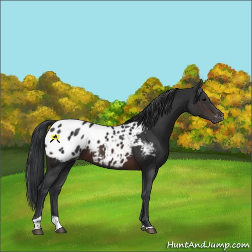 Horse Color:Brown Tobiano Appaloosa 