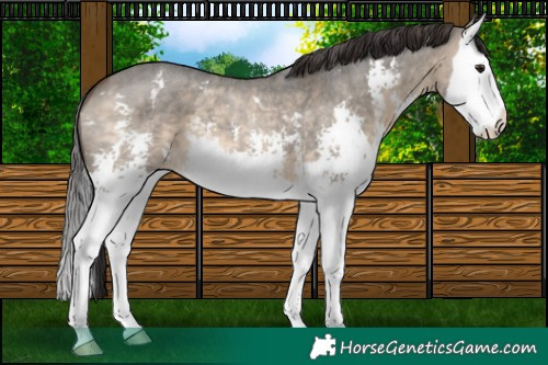 Horse Color:Brown Dun Sabino Splash