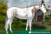 Horse Color:Brown Sabino Splash Tobiano