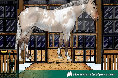 Horse Color:White Spotted Silver Brown Roan Dun