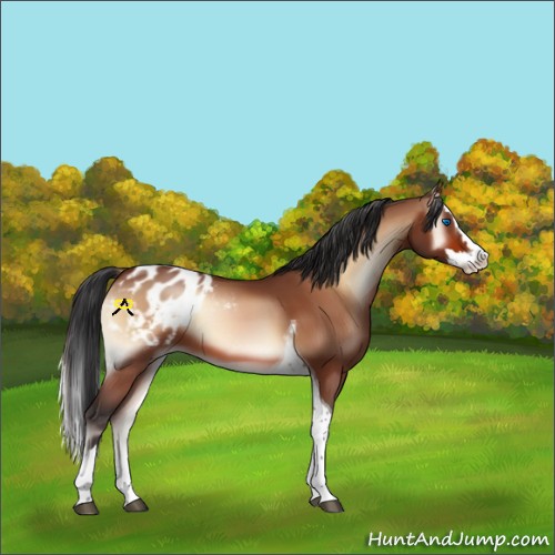 Horse Color:Bay Onyx Splash Tobiano Appaloosa 