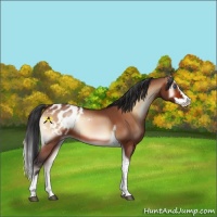 Horse Color:Bay Onyx Splash Tobiano Appaloosa 