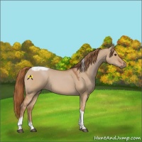 Horse Color:Red Dun Tobiano 