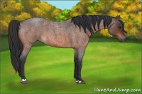 Horse Color:Bay Roan 