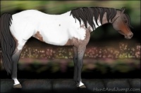 Horse Color:Brown Roan Appaloosa 