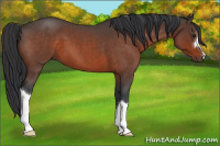 Horse Color:Brown Roan