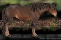 Horse Color:Liver Chestnut 