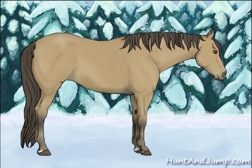 Horse Color:Buckskin 