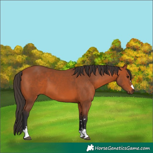 Horse Color:Bay 