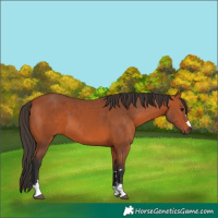 Horse Color:Bay 