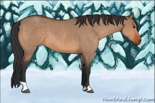 Horse Color:Brown Dun  and Brown Dun 
