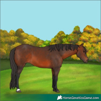 Horse Color:Brown 