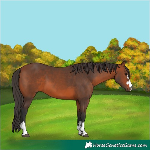 Horse Color:Bay 