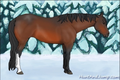 Horse Color:Brown 