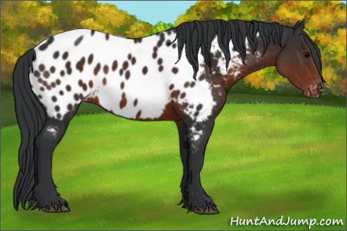 Horse Color:Brown Appaloosa 