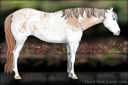 Horse Color:White Spotted Buckskin Pearl Sabino Rabicano 