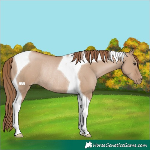 Horse Color:Grullo Pearl Tobiano Rabicano