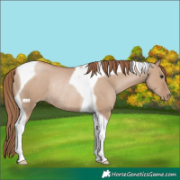 Horse Color:Grullo Pearl Tobiano Rabicano 