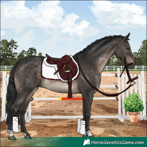 Horse Color:Brown Dun 