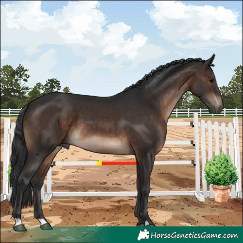 Horse Color:Brown 
