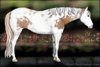 Horse Color:Chestnut Splash Tobiano