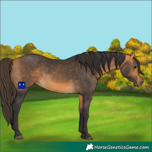 Horse Color:Buckskin 