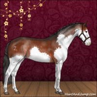 Horse Color:White Spotted Brown Splash 