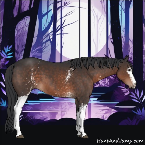 Horse Color:White Spotted Brown