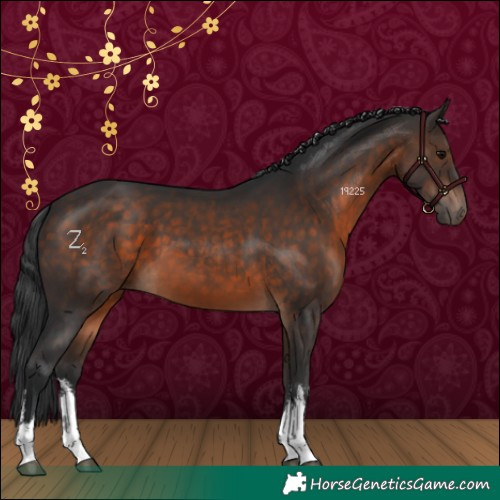Horse Color:White Spotted Brown