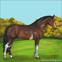 Horse Color:White Spotted Brown 