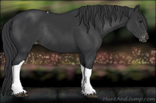 Horse Color:Black Tobiano Appaloosa Rabicano 