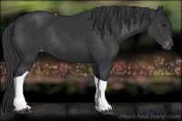Horse Color:Black Tobiano Appaloosa Rabicano 