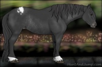 Horse Color:Black Appaloosa Rabicano 