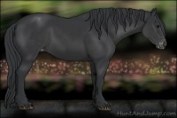 Horse Color:Black Appaloosa Rabicano 