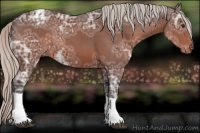 Horse Color:Silver Brown Ice Tobiano Appaloosa Rabicano 