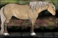 Horse Color:Silver Smoky Grullo Appaloosa