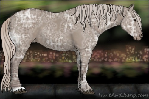 Horse Color:Silver Grullo Ice Appaloosa