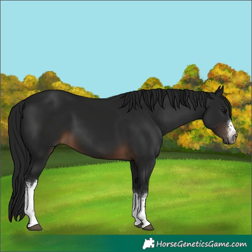 Horse Color:Gray White Spotted Brown 