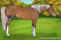 Horse Color:Silver Buckskin 