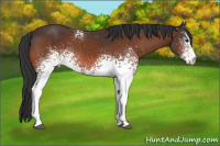 Horse Color:White Spotted Brown