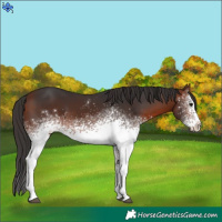 Horse Color:White Spotted Bay 