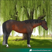 Horse Color:Brown 