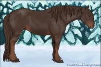 Horse Color:Liver Chestnut 