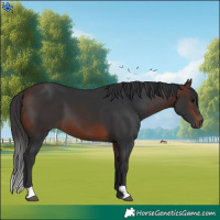 Horse Color:Brown 