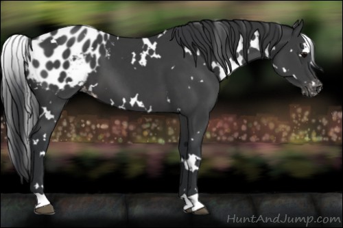 Horse Color:White Spotted Black Appaloosa 
