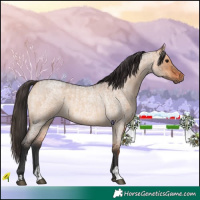 Horse Color:Bay Roan Dun  and Bay Roan Dun Rabicano 