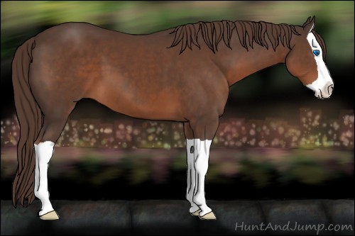 Horse Color:Liver Chestnut Splash 