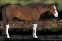 Horse Color:Liver Chestnut Splash 